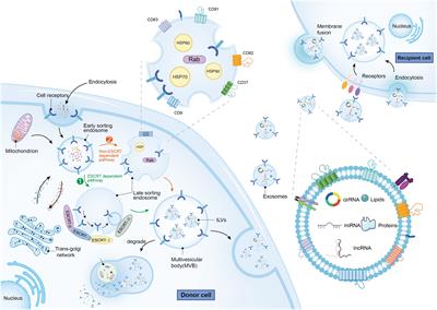 Exosomal noncoding RNAs: decoding their role in thyroid cancer progression